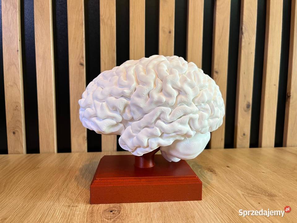 Model anatomiczny mózgu skala 11 Rybnik sprzedam