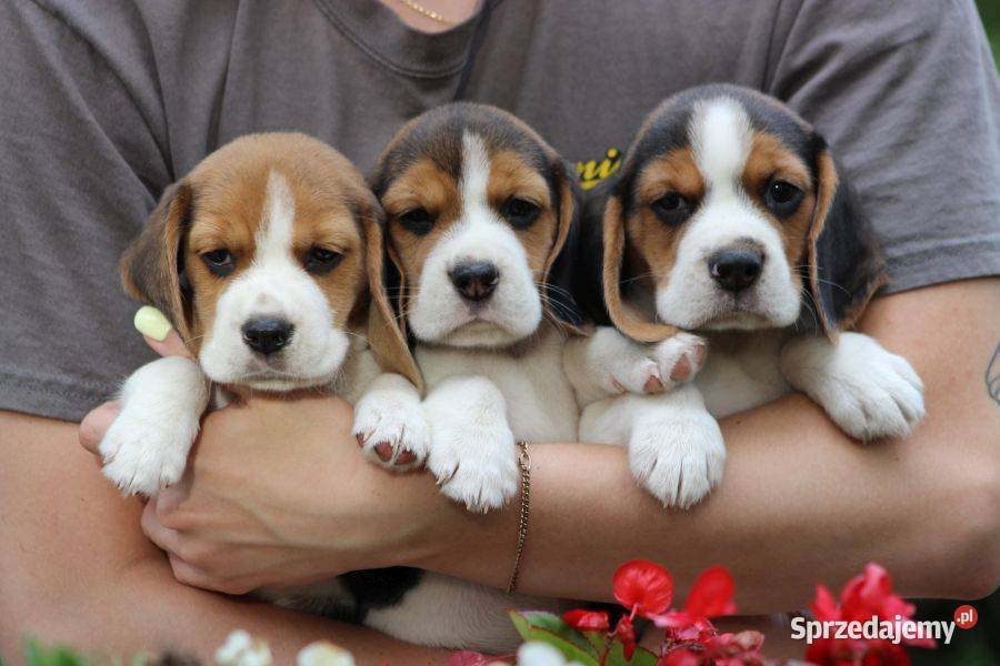 Beagle szczeniaczki ZKwP FCI Championach Aleksandria