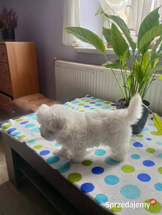 Maltańczyk Maltańczyki śliczny piesek