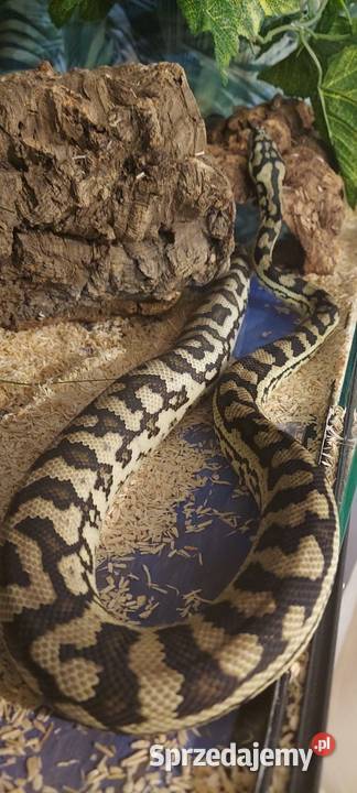 Morelowa Spilota Gady i płazy Tychy