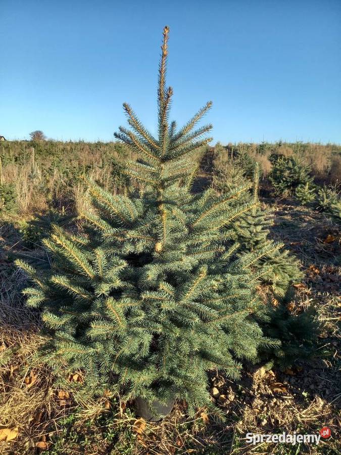 Choinki świerk srebrny Śniadka Druga