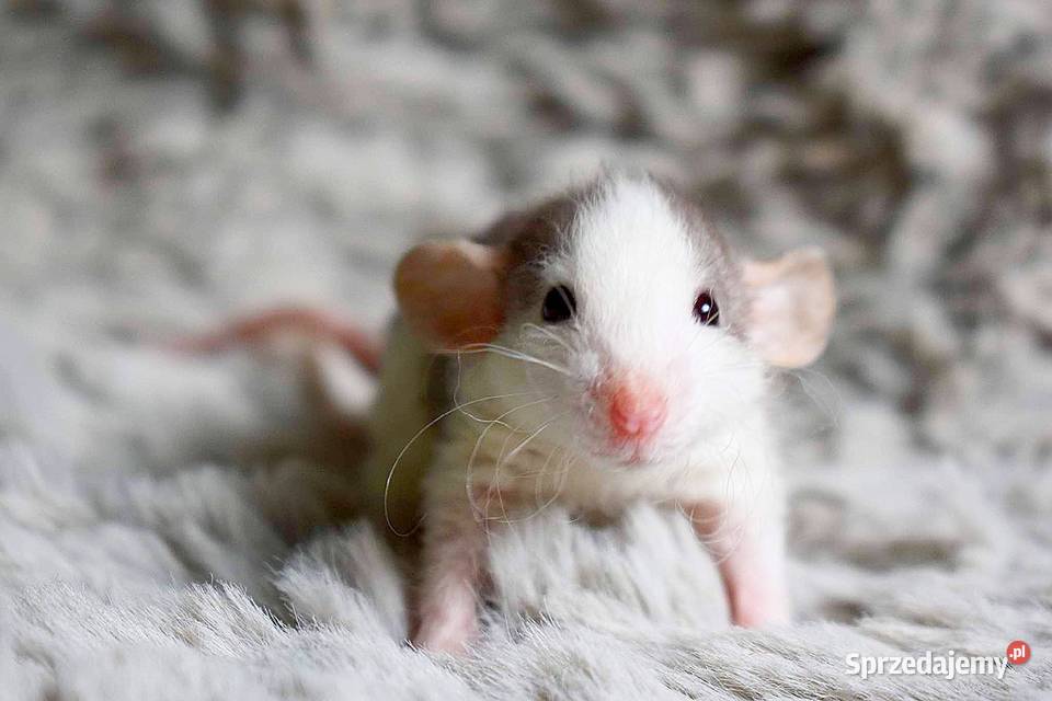 Szczury szczurki szczur dumbo dumbo rex dumbo Zwierzęta Wrocław sprzedam