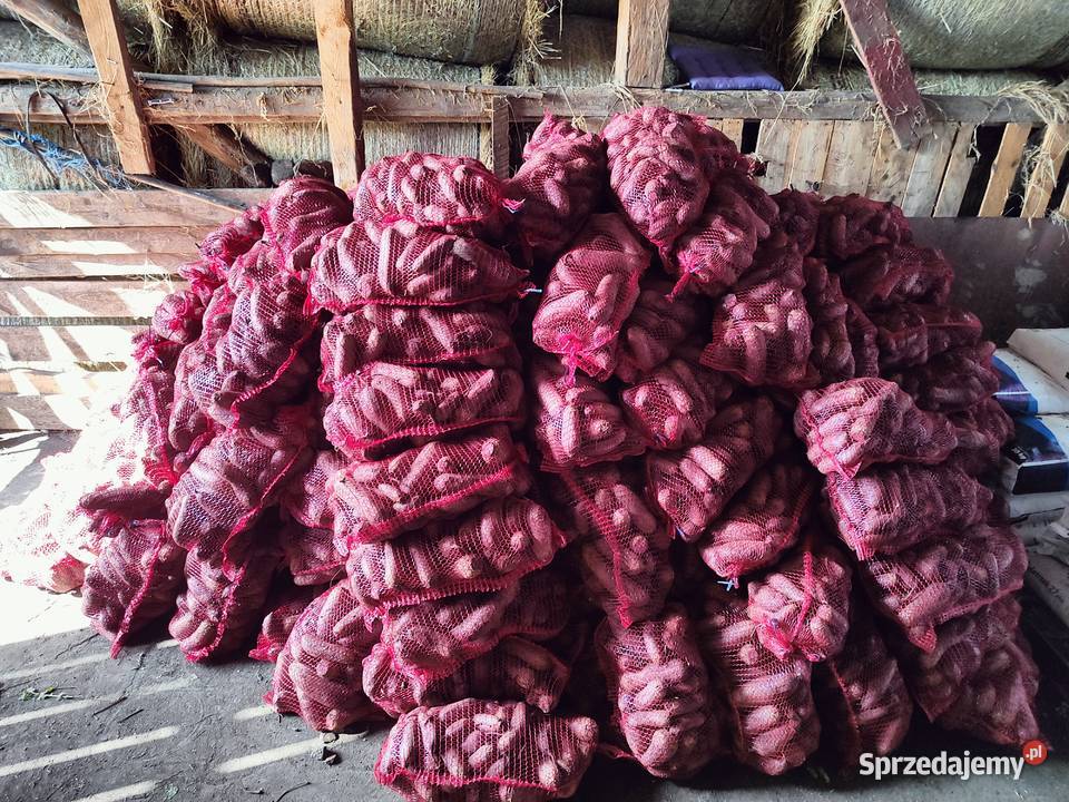 Buraczki czerwone podłużne świętokrzyskie Pińczów sprzedam