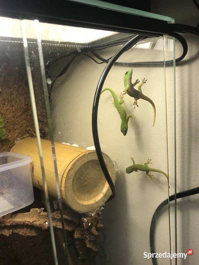 Phelsuma madaskarska Gady i płazy Bochnia