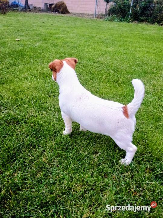 Piesek Jack Russell Terrier FCI ZkwP
