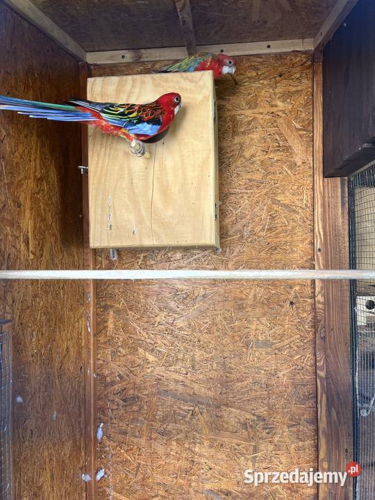 Rozella białolica para Otwock