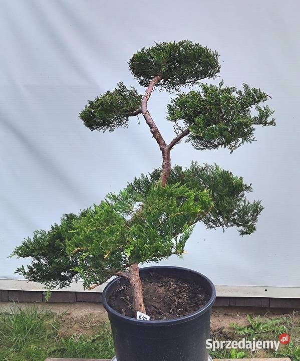 Bonsai Niwaki jałowiec Medynia Łańcucka