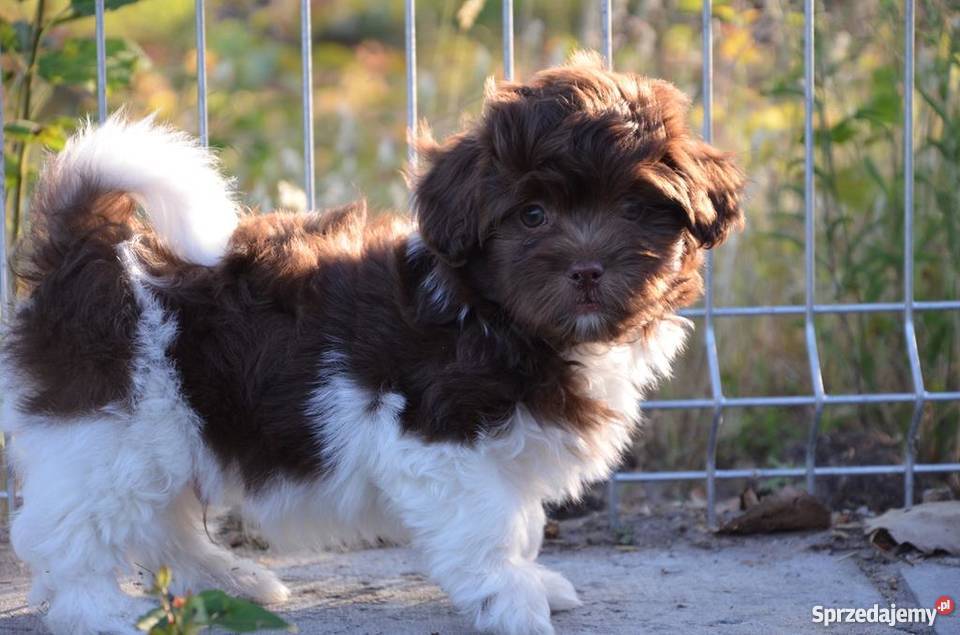 HAWAŃCZYK piesek Orlando piękny wyjątkowy Pozostałe Ostrzeszów