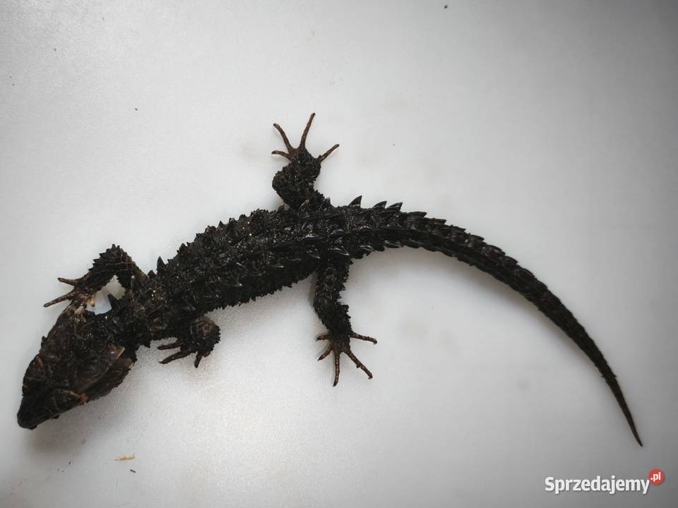 Scynk krokodylowy samiecsamica Szczerbatek Wałbrzych