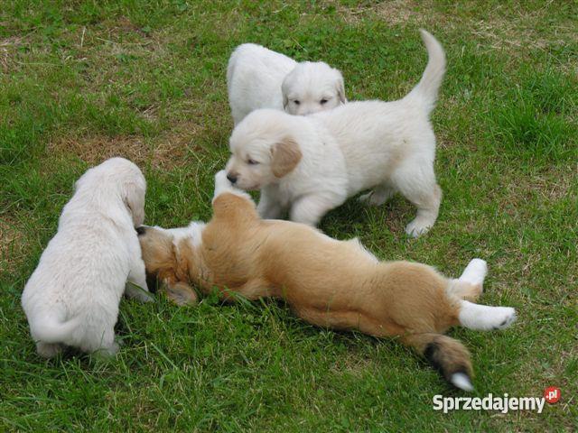 GOLDEN RETRIEVERcudne maluszki Zwierzęta Bydgoszcz sprzedam