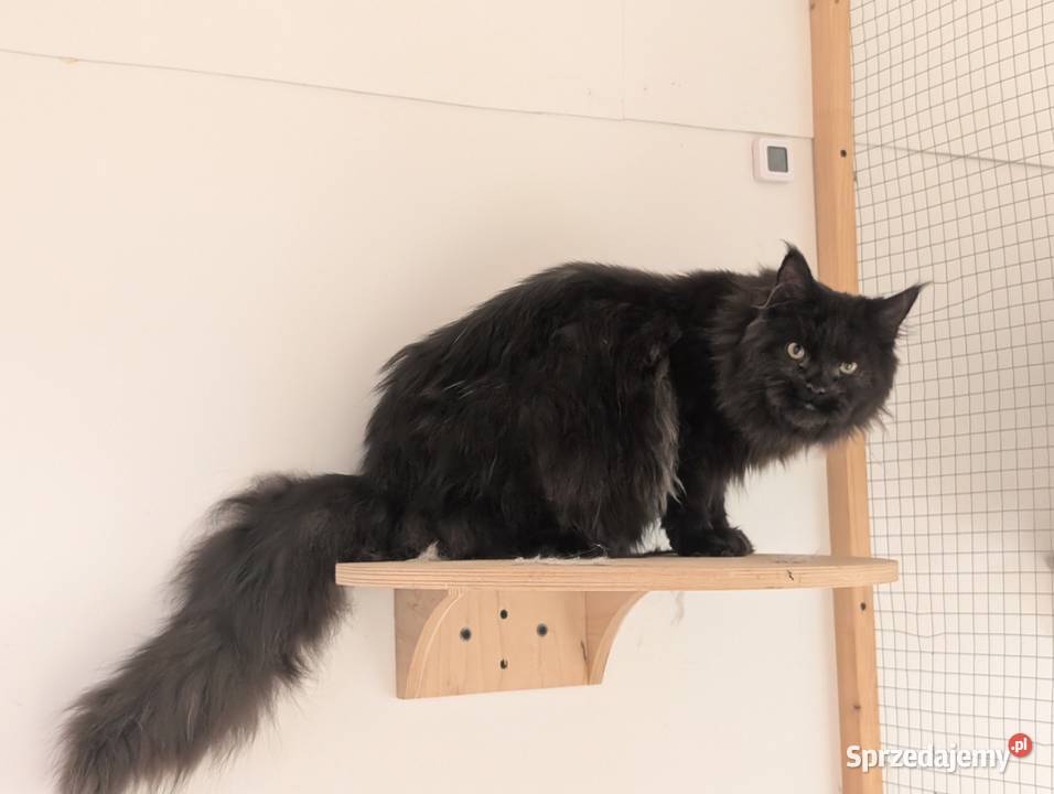 Flavio kocurek Maine Coon Adopcja płatna