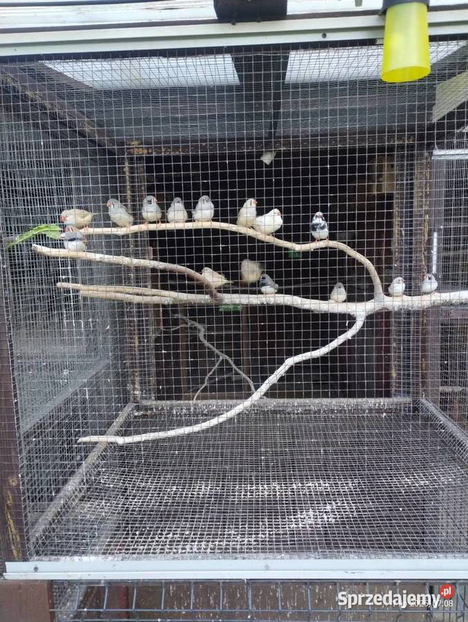 Zeberki młode Kościerzyna