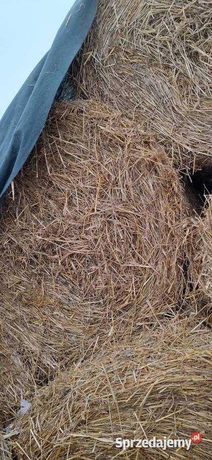 Słoma 120120 świętokrzyskie Kolonia Pęcławska