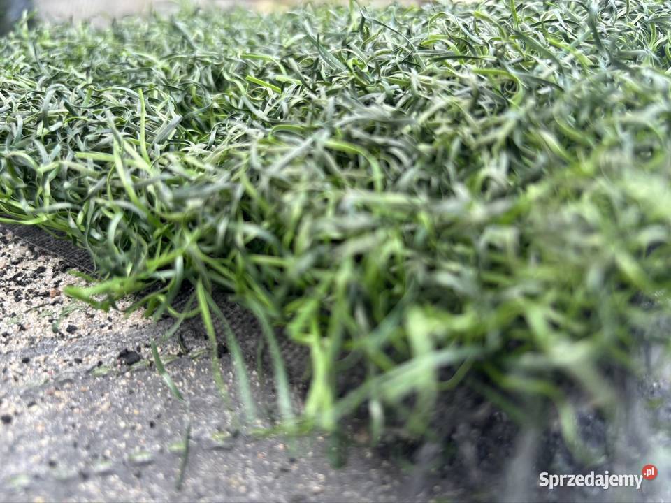 Sztuczna trawa piłkarskaProdukt premium mazowieckie Warszawa