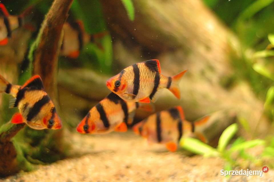 Brzanka sumatrzańska Puntigrus tetrazona WYSYŁKA Gdańsk