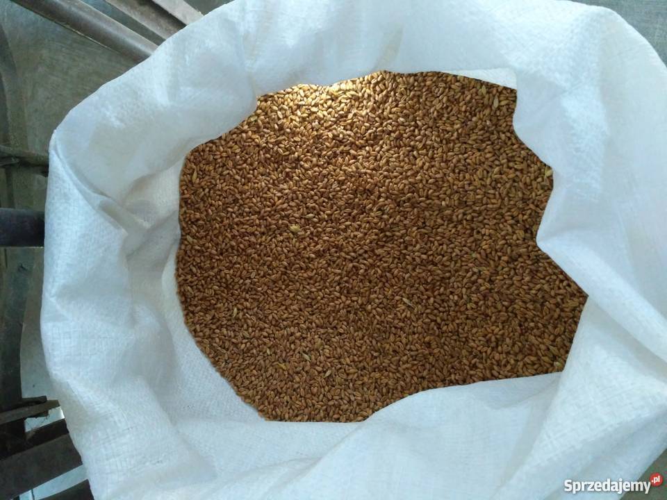 Pszenica ozima Elixer