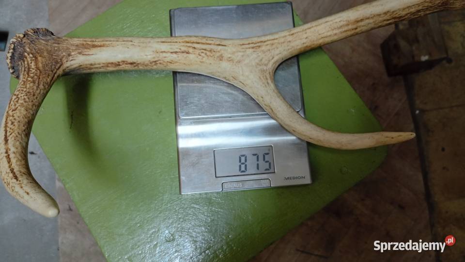 Poroże rogi 61 Elbląg