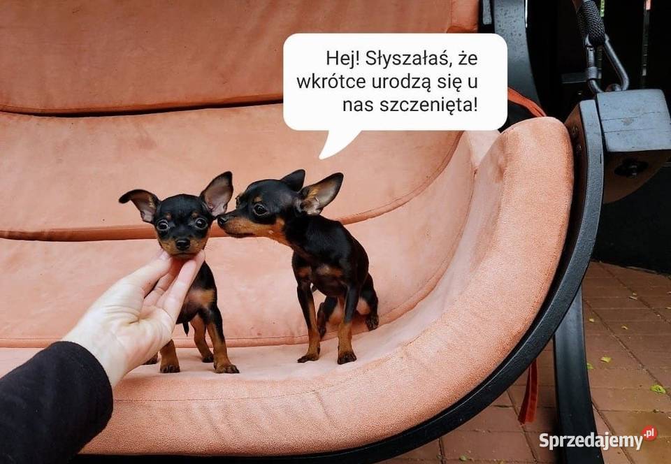 Prague Ratter Praski Ratler 18 x 16 Ratlerek Gliwice