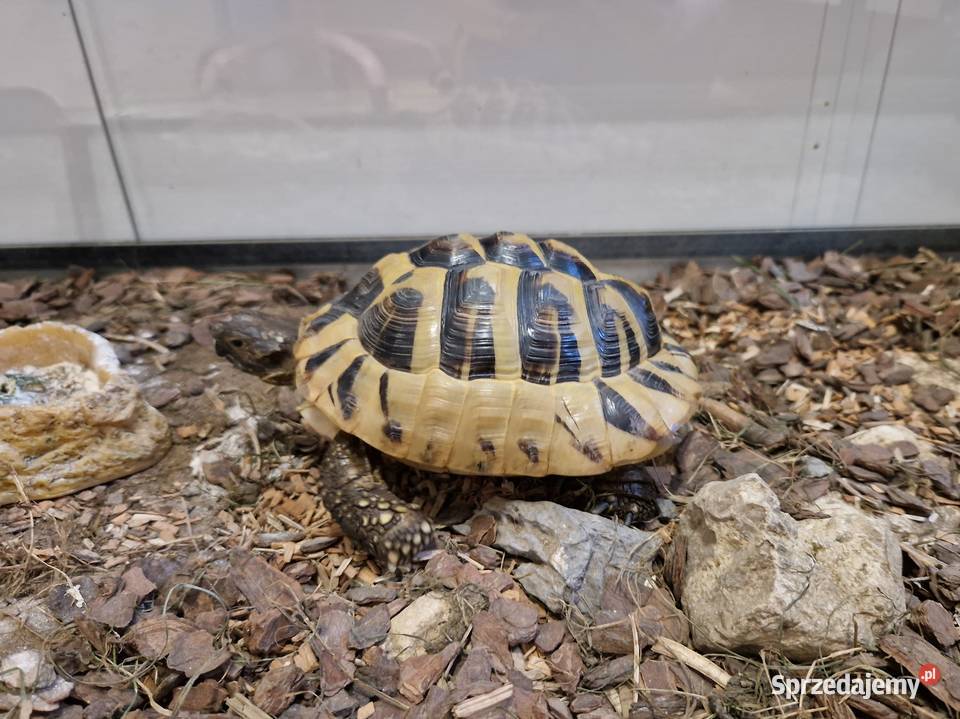Żółw terrarium grecki testudo hermanni Rydułtowy