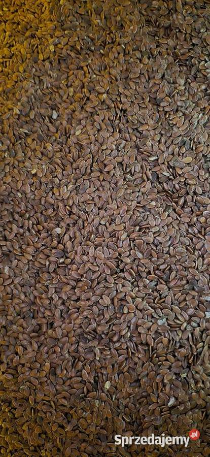 Siemię lniane z lnu włóknistego Zboża lubelskie Putnowice Wielkie