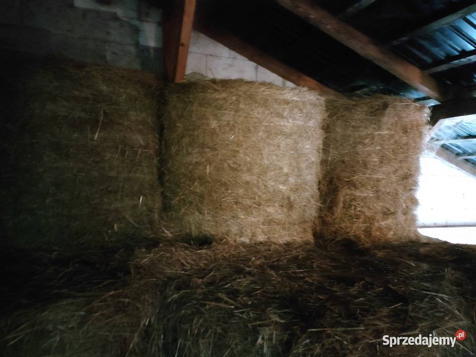 Siano i sianokiszonka w belach sprzedam