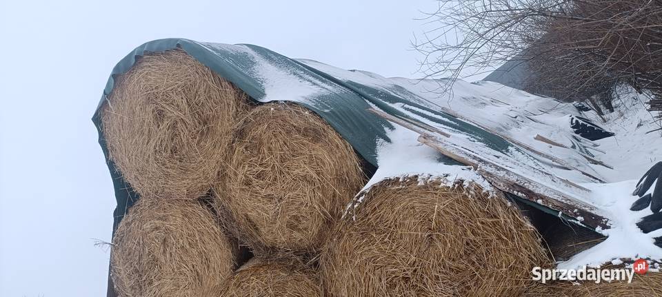 Słoma w belach Abramów sprzedam