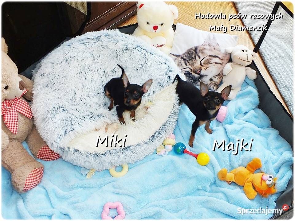 Mini Piesek Pinczer miniaturowy tzw Ratlerek