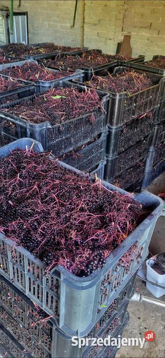 Sadzonki BZU CZARNEGO 2letnie mazowieckie Krzesk-Majątek sprzedam