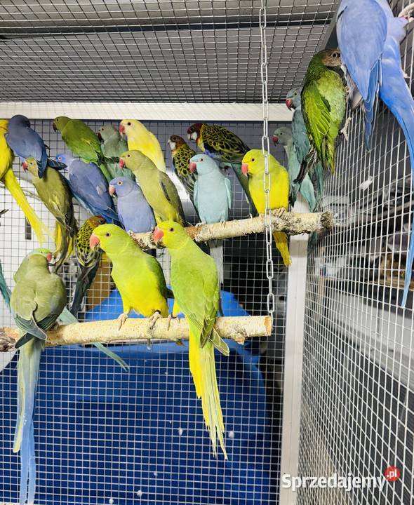 Papuga Papugi Aleksandretty Aleksandretta Warszawa
