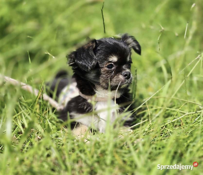 Chihuahua Chihuahua Trąbki Wielkie