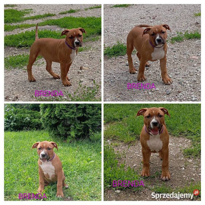 American Staffordshire Terrier Sokoły