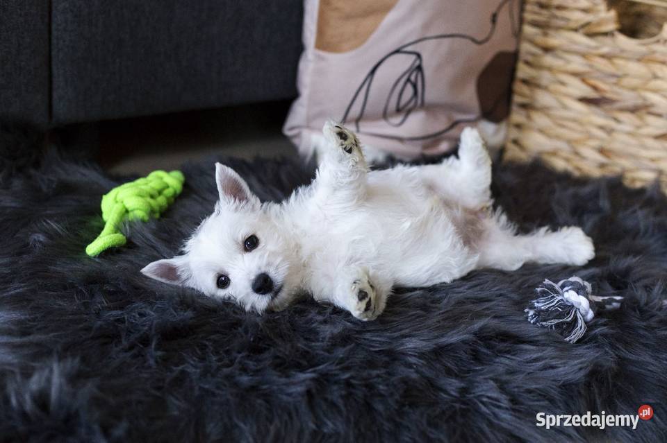WEST szczeniaki z rodowodem ZKwP West Highland White Terrier Chojnice
