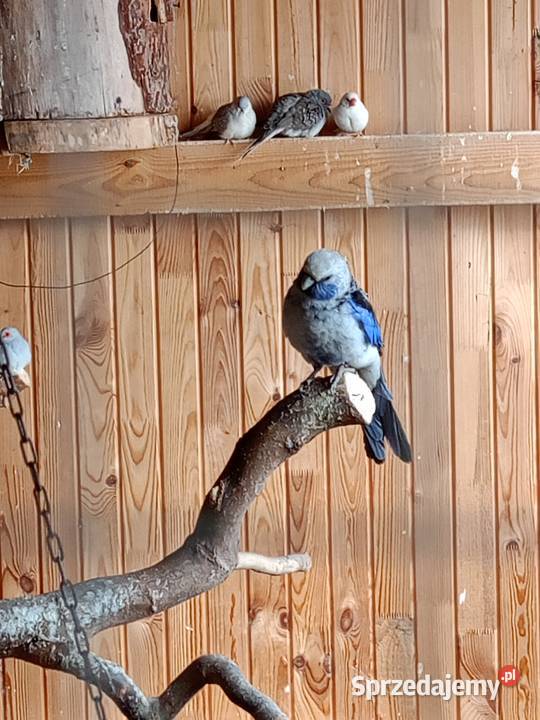 Papugi sprzedam Czarna Kolonia