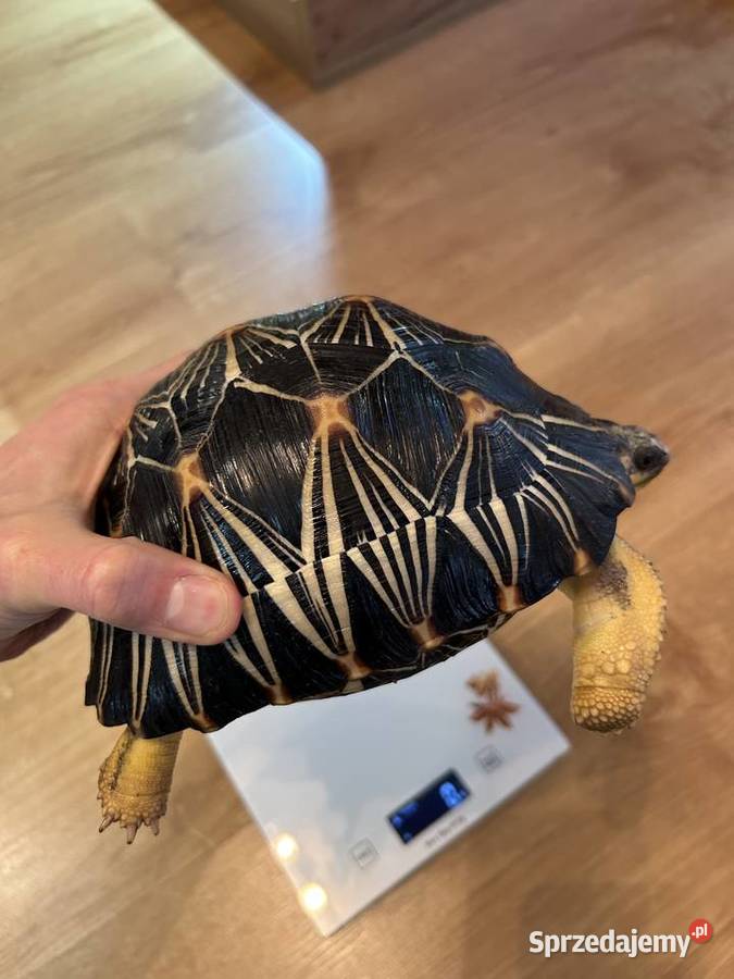 ŻÓŁW PROMIENISTY Astrochelys radiata Rzeszów