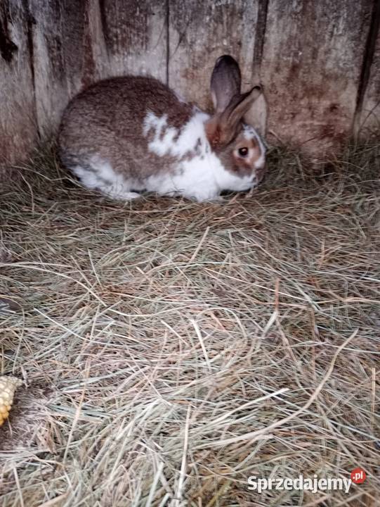 Sprzedam króliki lubelskie Cyców