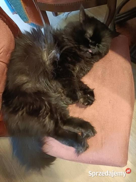 Kotek perski z rodowodem