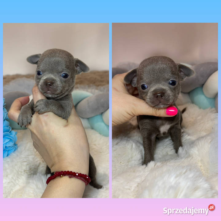 Chihuahua mini piesek krótkowłosy liliowy mini sprzedam
