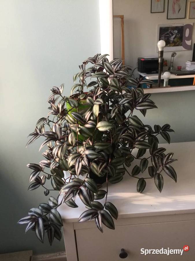 trzykrotka pasiasta kwiat doniczkowy łódzkie Łódź sprzedam