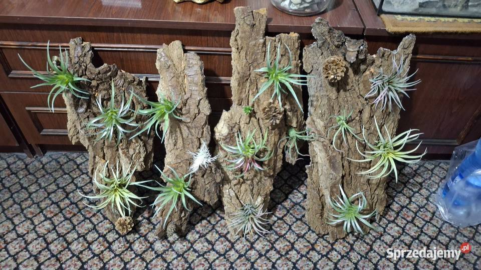 Kora z oplątwą łódzkie Łódź