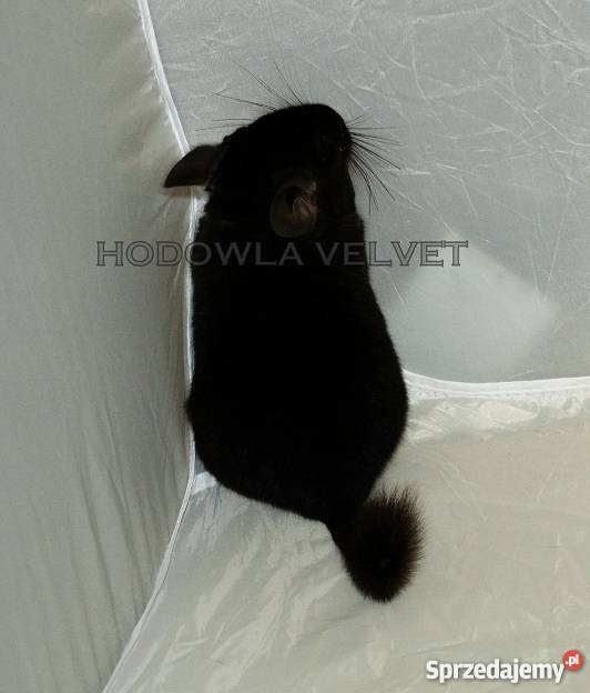 Szynszyla Szynszyl Czarny Ebony Dark Samiec Pozostałe wielkopolskie Perzyce