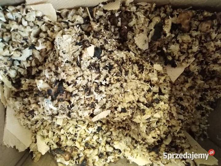 Odpady spożywcze Malbork sprzedam