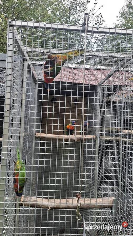 Lorysy Pary lęgowe Świątniki Górne sprzedam