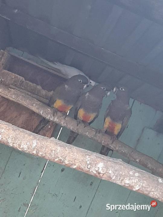 Konury patagońskie patagonki