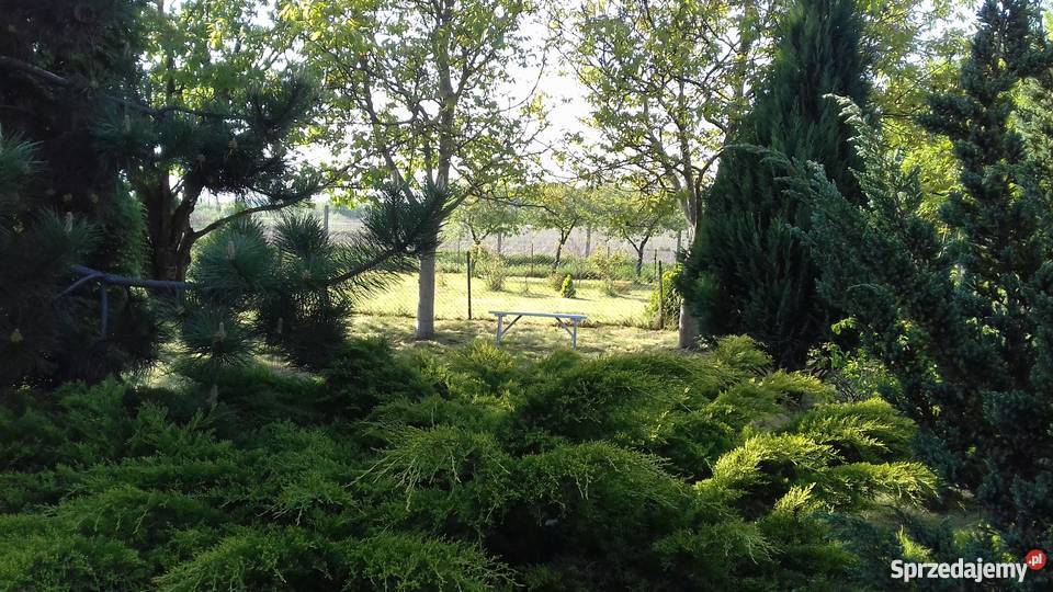 Sprzedam ogródek działkowy siatka mazowieckie Płock