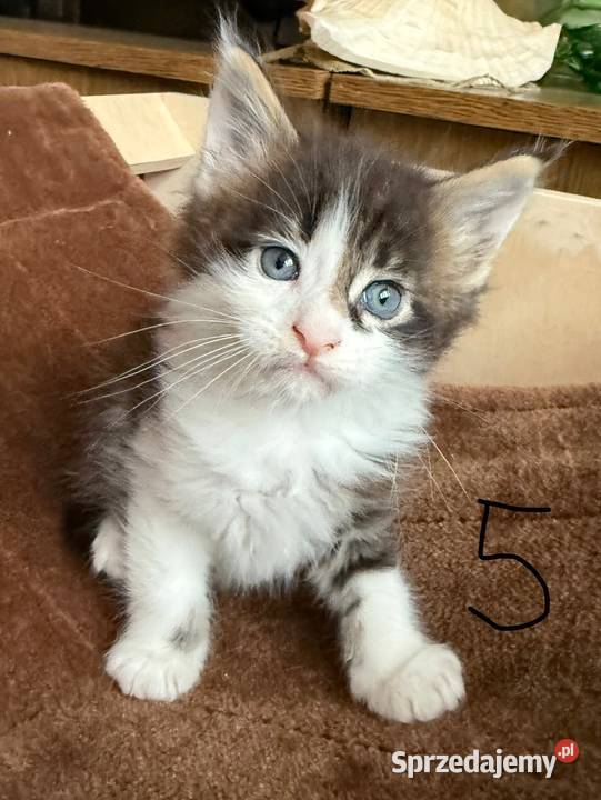 Maine Coon kocięta sprzedam