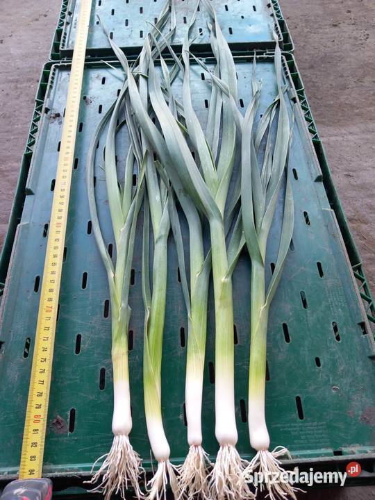 Sprzedam por Rośliny przemysłowe łódzkie Góra Świętej Małgorzaty sprzedam