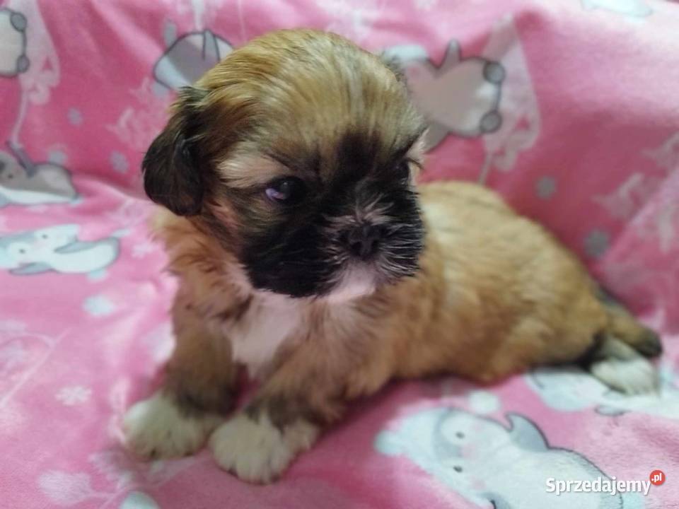 Shih Tzu Malutkie Wielkości Yoreczka Shih Tzu Zwierzęta Dąbrowa Górnicza