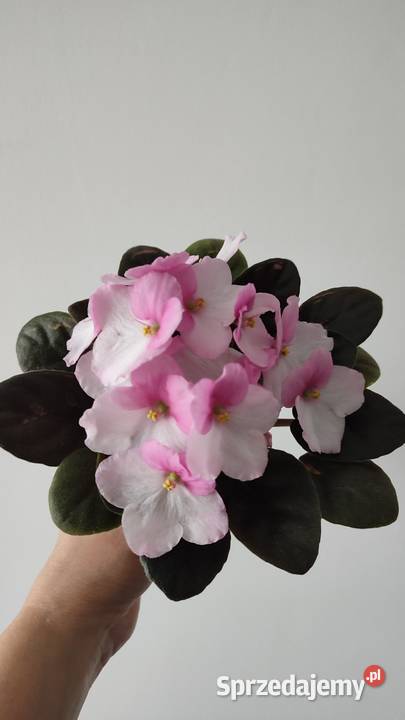 Sprzedam młode rrośliny odmiany CityLine Trendy