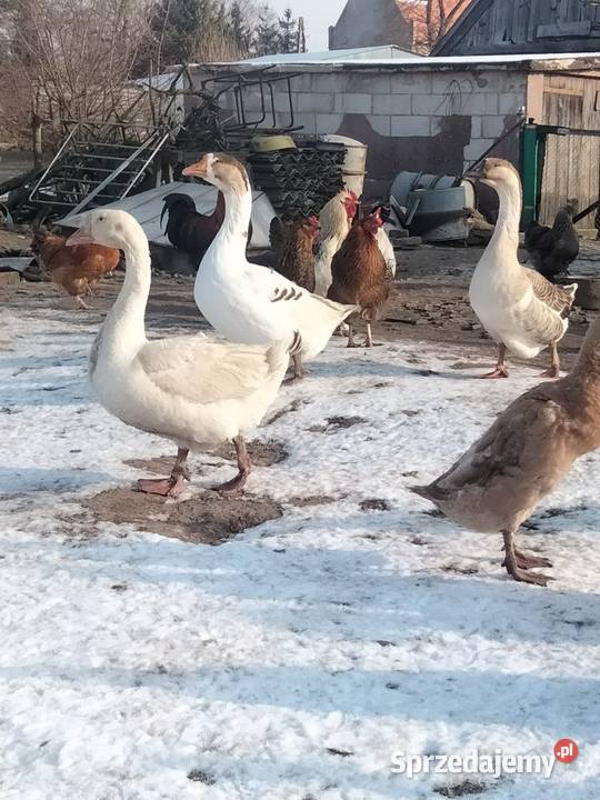 Gąski sprzedam