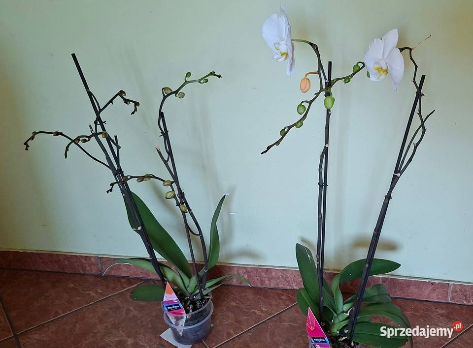 Orchidea biały stoczyk wysokość 7080 wysyłka Morąg